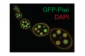 fluorescent-microscopy